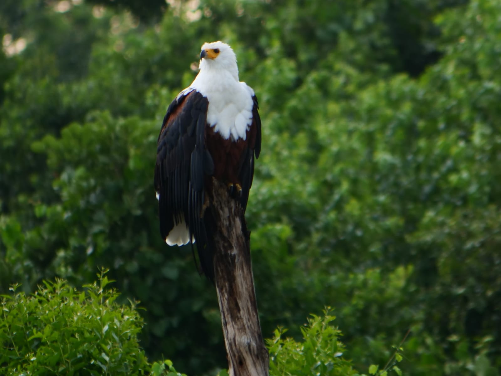 Uganda nature and wildlife