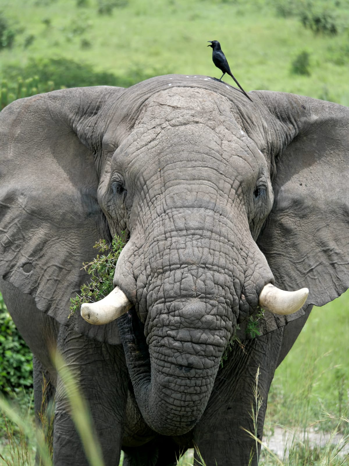 Ugandan wildlife and nature experience