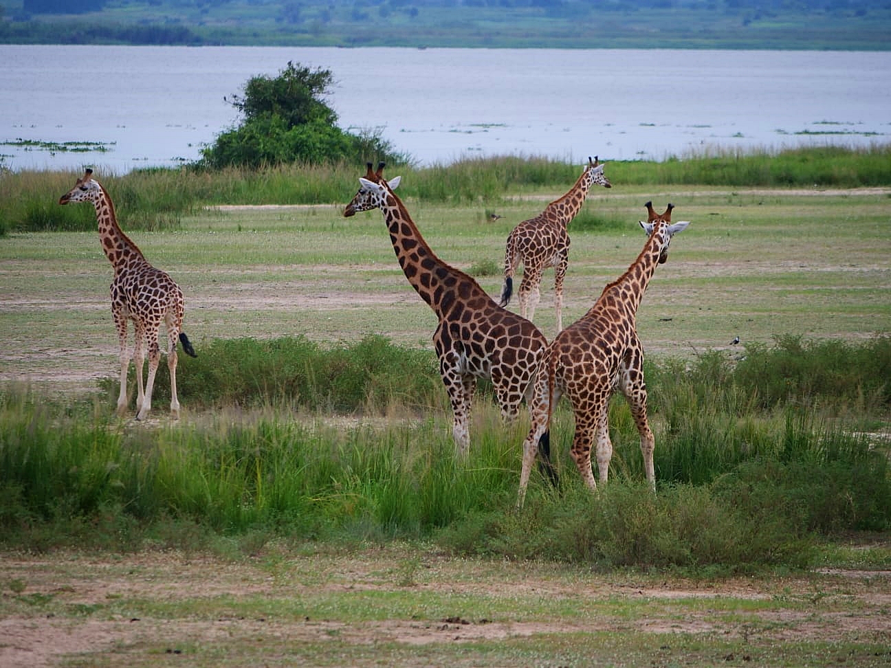Uganda wildlife safari